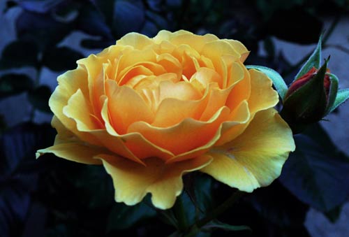 Sri_Chinmoy_rose_2