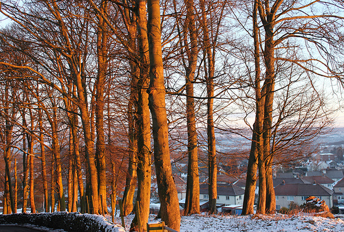 TREES trees